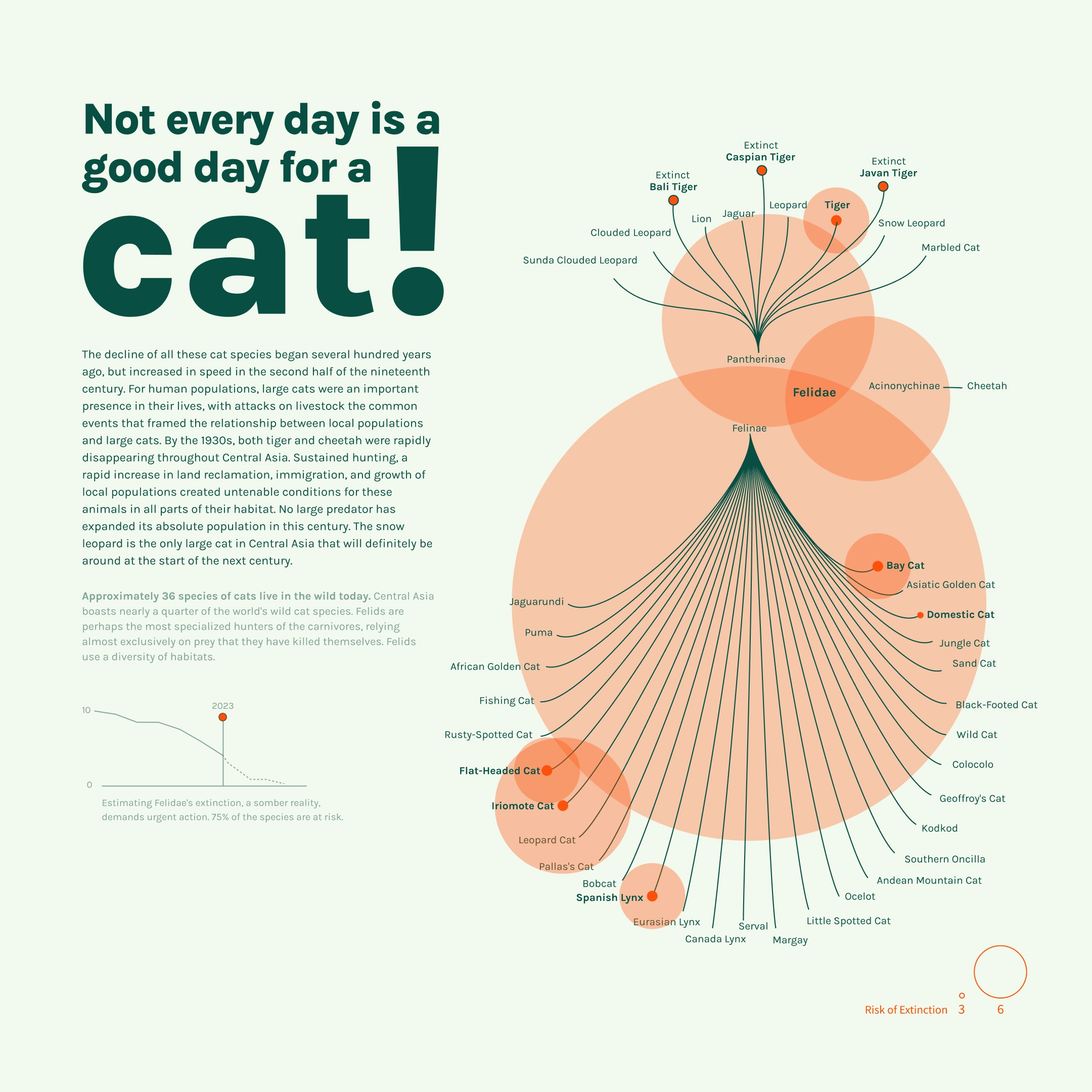 Image Cat