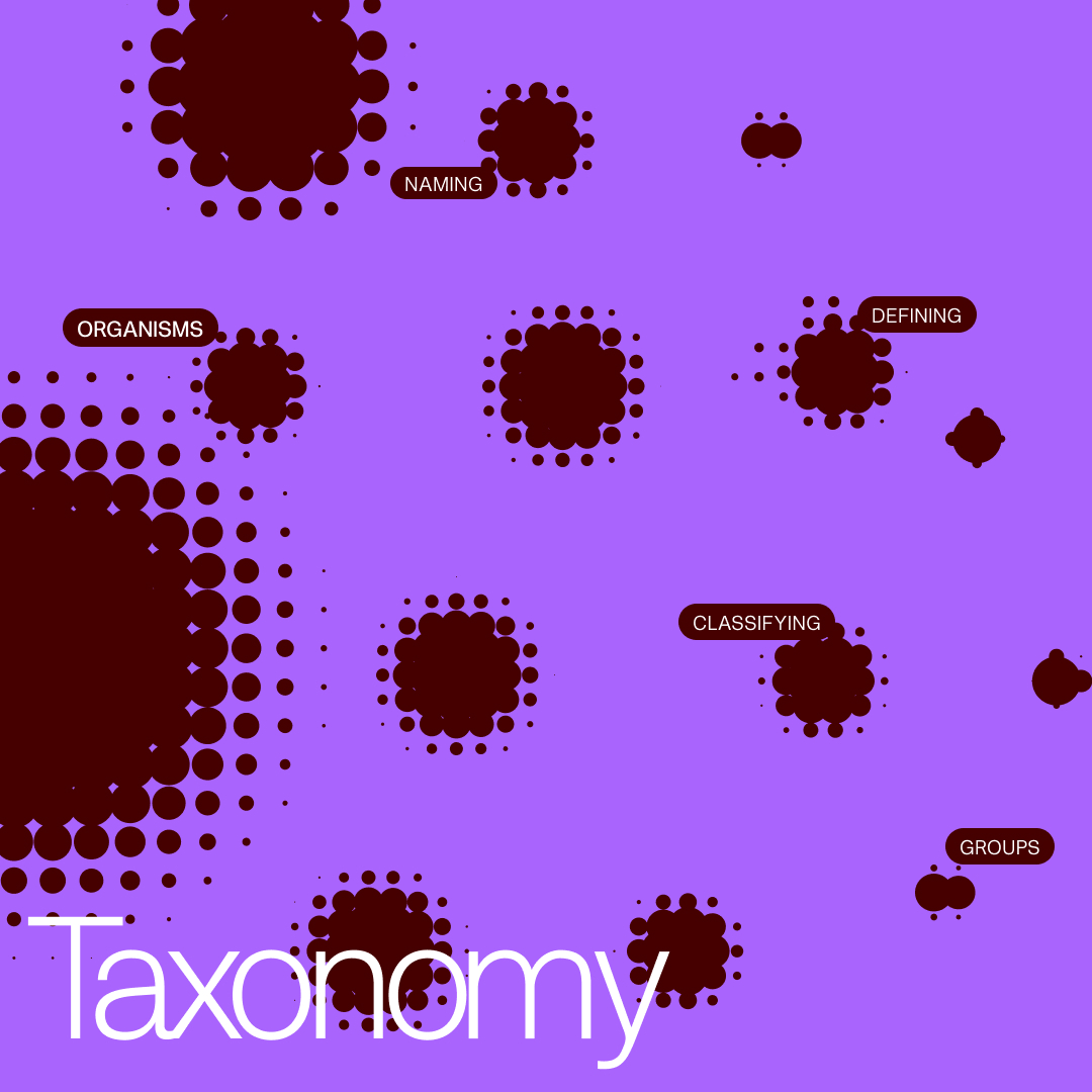 Image Taxonomy